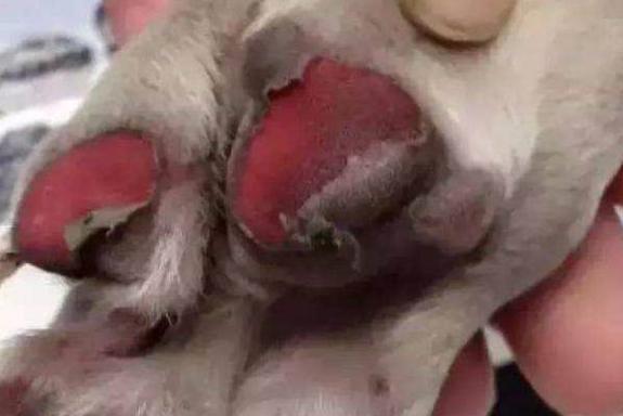 狗狗不喜欢摸爪子原因_狗狗指甲修剪频率指南_狗狗爪子重要部位