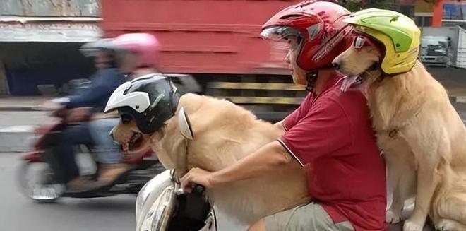 养狗,真正的“省钱大法”,你还在花“冤枉钱”吗?-派特超人-宠物