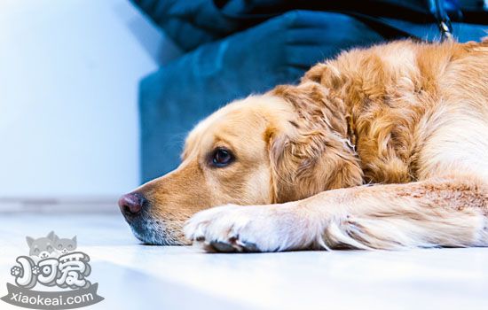 金毛犬吃什么毛好 金毛犬毛发护理要注意什么-派特超人-宠物