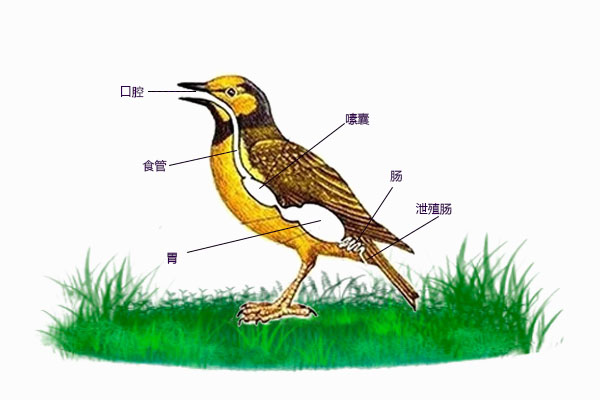 鸟类消化系统_鸟类日常消化系统的维护_鸟类排泄减重