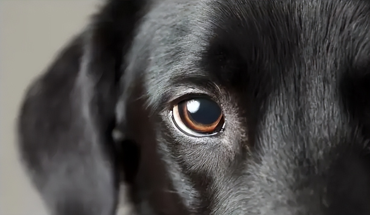 狗狗能吃叶黄素吗？为了毛孩子的健康铲屎官必看-派特超人-宠物