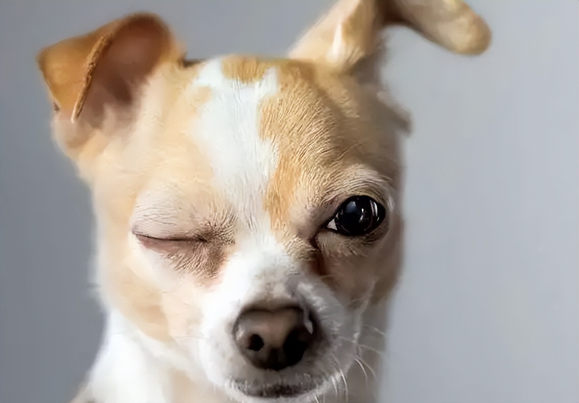 狗狗眼屎发灰？干眼症和感染_狗狗叶黄素护眼_宠物保健品选择原则