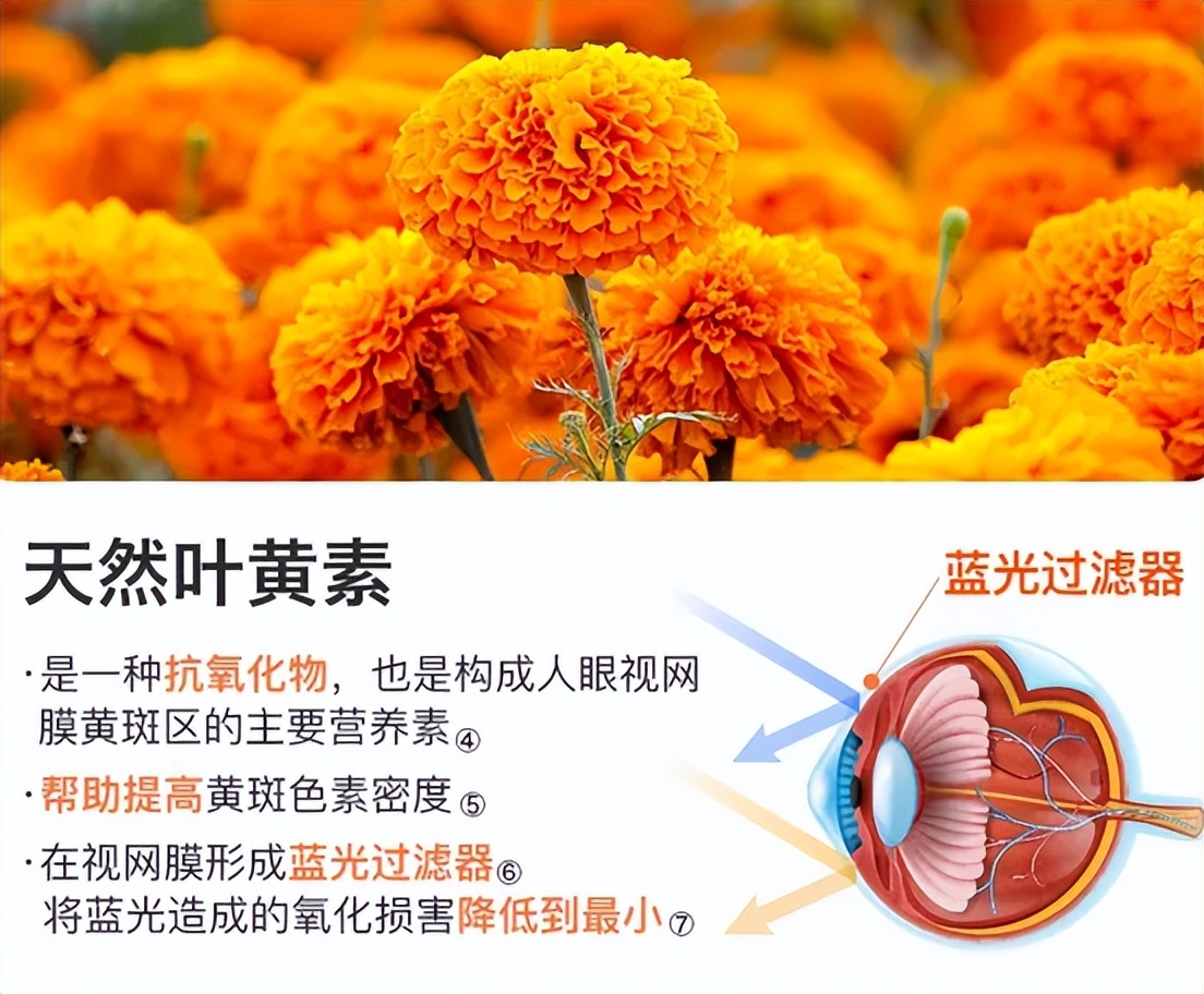 狗狗眼屎发灰？干眼症和感染_宠物保健品选择原则_狗狗叶黄素护眼