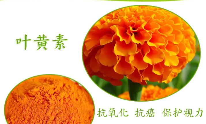 狗狗眼屎发灰？干眼症和感染_狗狗叶黄素护眼_宠物保健品选择原则