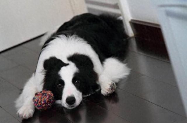 狗狗频繁舔爪子？可能是过敏或趾间炎_狗狗生病症状_狗狗蹭屁股原因