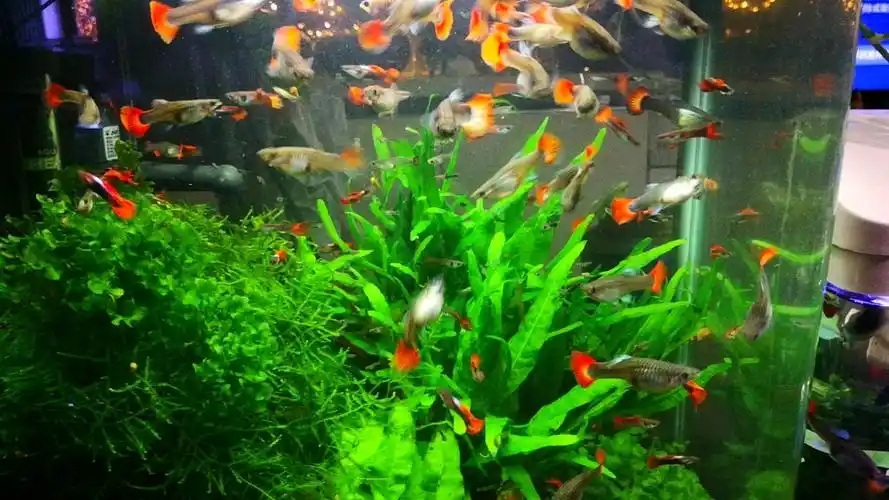 养鱼达人都在用的喂食技巧_家庭鱼缸养鱼技巧_鱼缸选择与布置