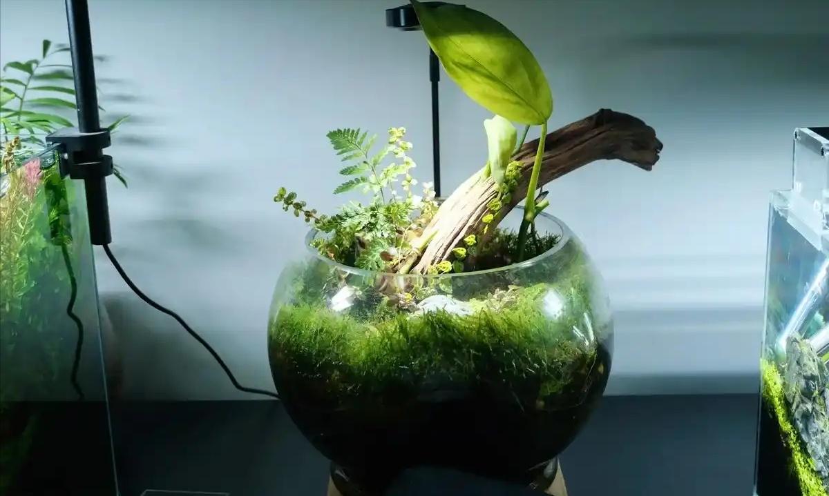 养鱼达人都在用的喂食技巧_家庭鱼缸养鱼技巧_鱼缸选择与布置