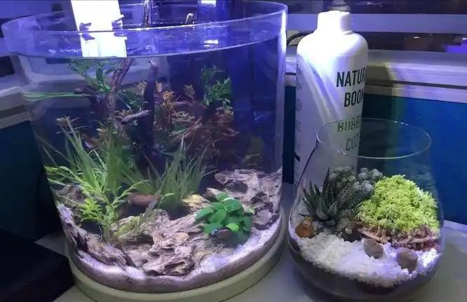 家庭鱼缸养鱼技巧_养鱼达人都在用的喂食技巧_鱼缸选择与布置