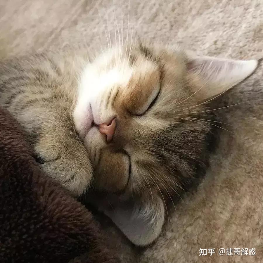 猫咪睡姿分析_猫咪不同睡姿含义_猫咪季节性脱毛和病理性脱毛区分