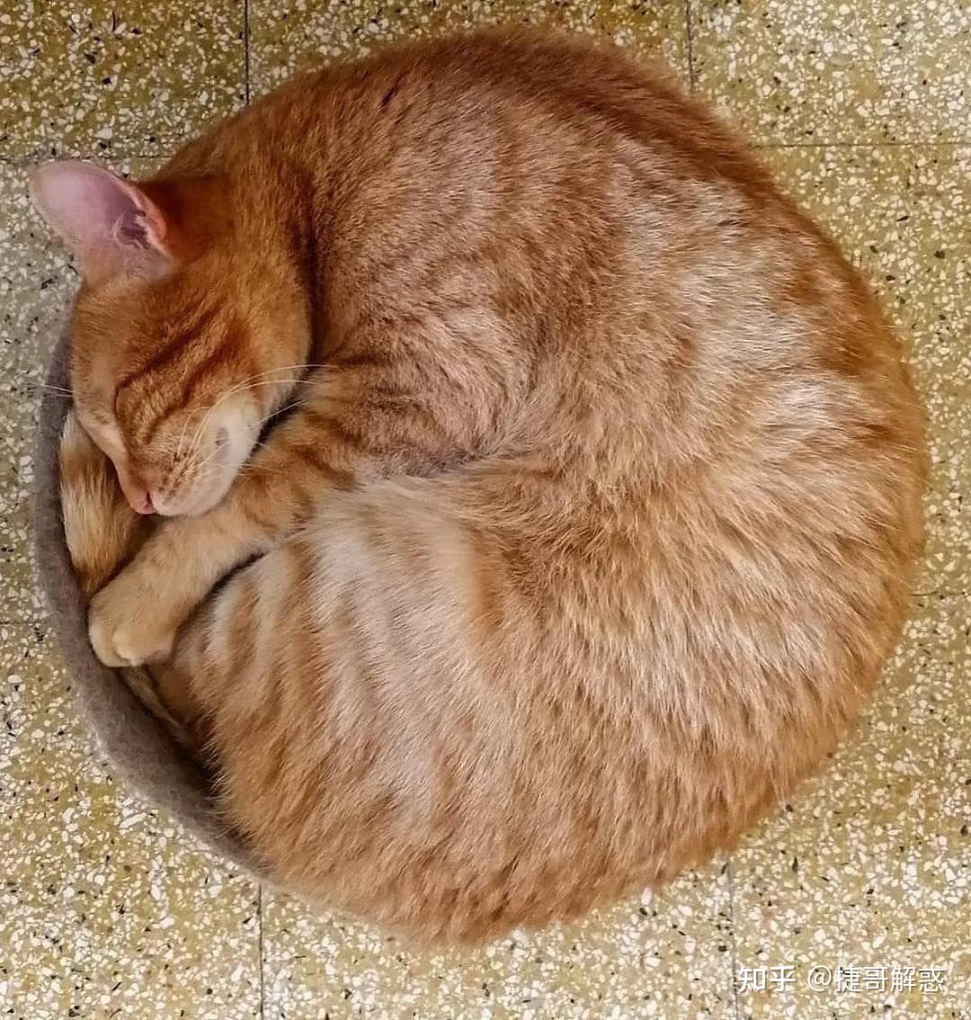 猫咪季节性脱毛和病理性脱毛区分_猫咪不同睡姿含义_猫咪睡姿分析