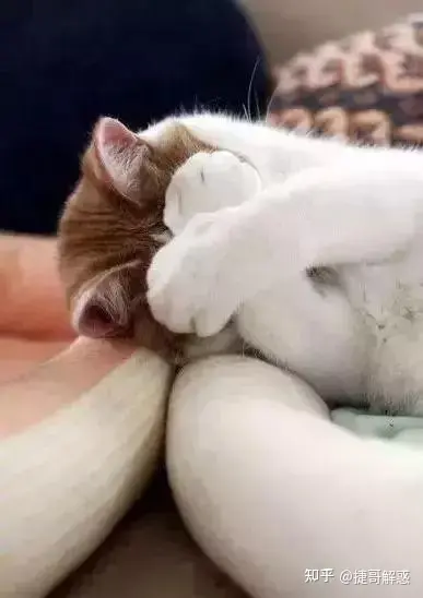 猫咪睡姿分析_猫咪季节性脱毛和病理性脱毛区分_猫咪不同睡姿含义
