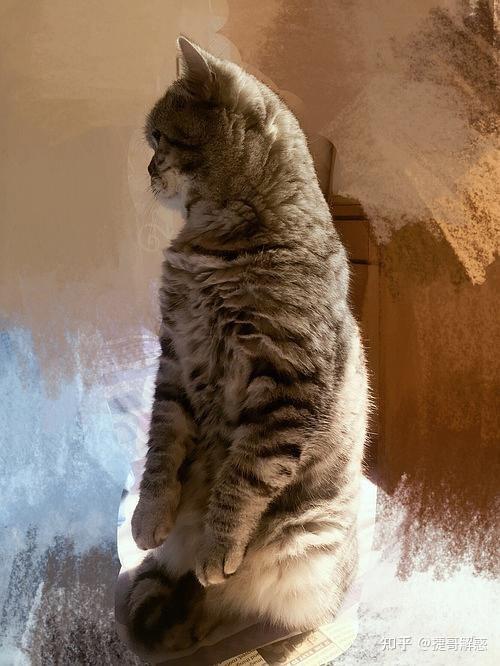 猫咪不同睡姿含义_猫咪睡姿分析_猫咪季节性脱毛和病理性脱毛区分