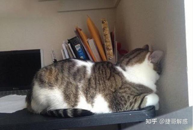 猫咪睡姿分析_猫咪季节性脱毛和病理性脱毛区分_猫咪不同睡姿含义