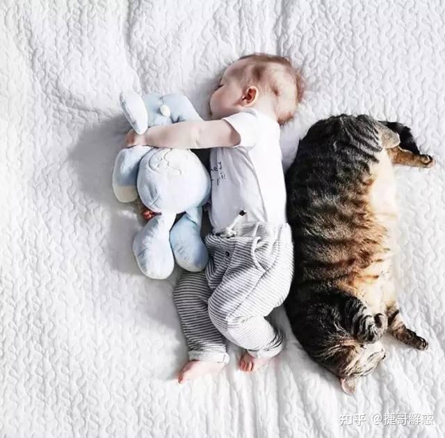 猫咪不同睡姿含义_猫咪季节性脱毛和病理性脱毛区分_猫咪睡姿分析