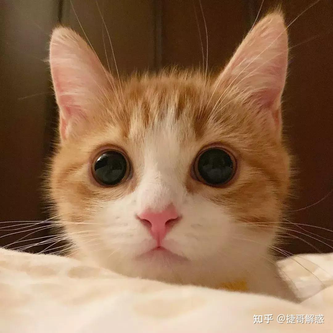 猫咪季节性脱毛和病理性脱毛区分_猫咪不同睡姿含义_猫咪睡姿分析
