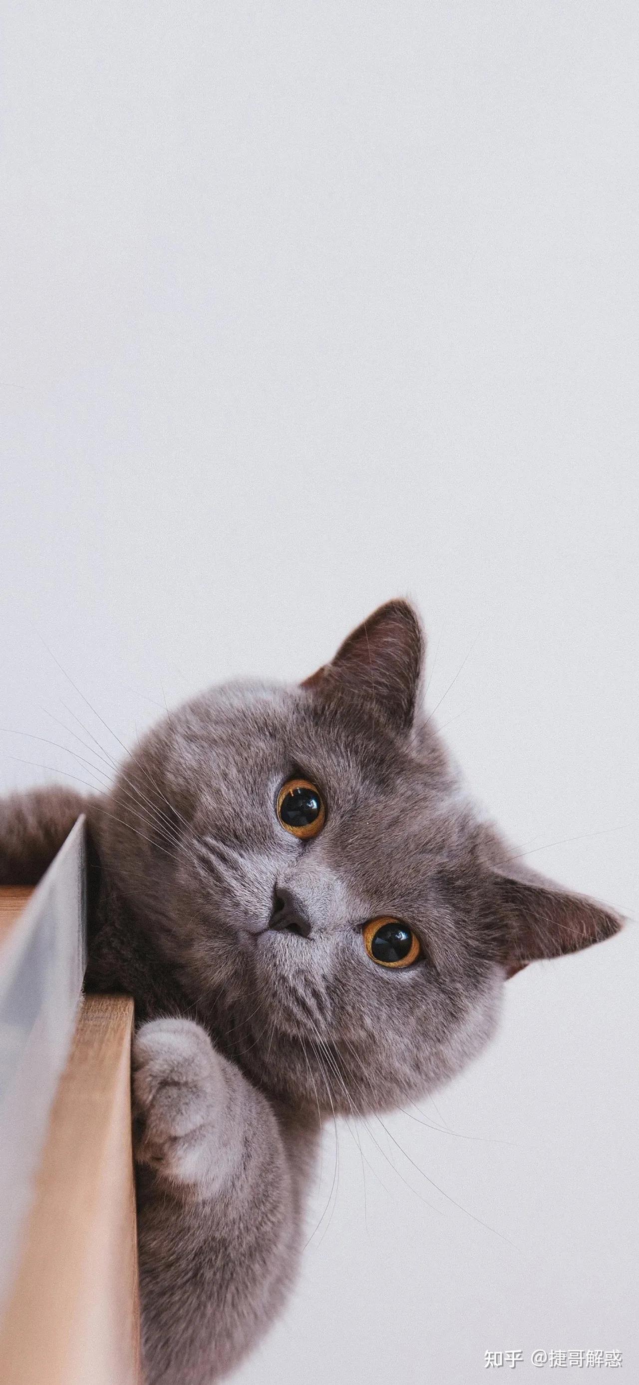 猫咪季节性脱毛和病理性脱毛区分_猫咪睡姿分析_猫咪不同睡姿含义