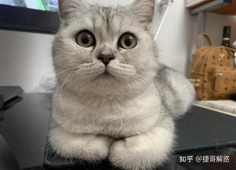 猫咪季节性脱毛和病理性脱毛区分_猫咪睡姿分析_猫咪不同睡姿含义
