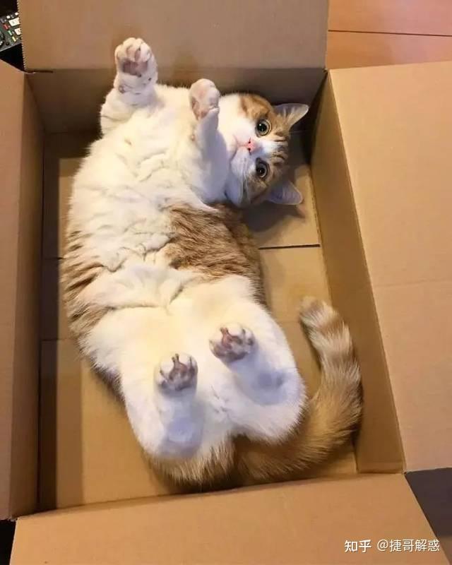猫咪睡姿分析_猫咪季节性脱毛和病理性脱毛区分_猫咪不同睡姿含义