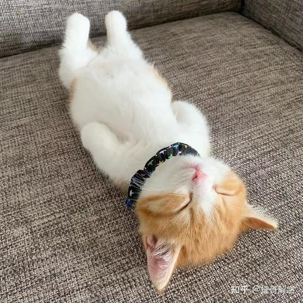 猫咪睡姿分析_猫咪季节性脱毛和病理性脱毛区分_猫咪不同睡姿含义