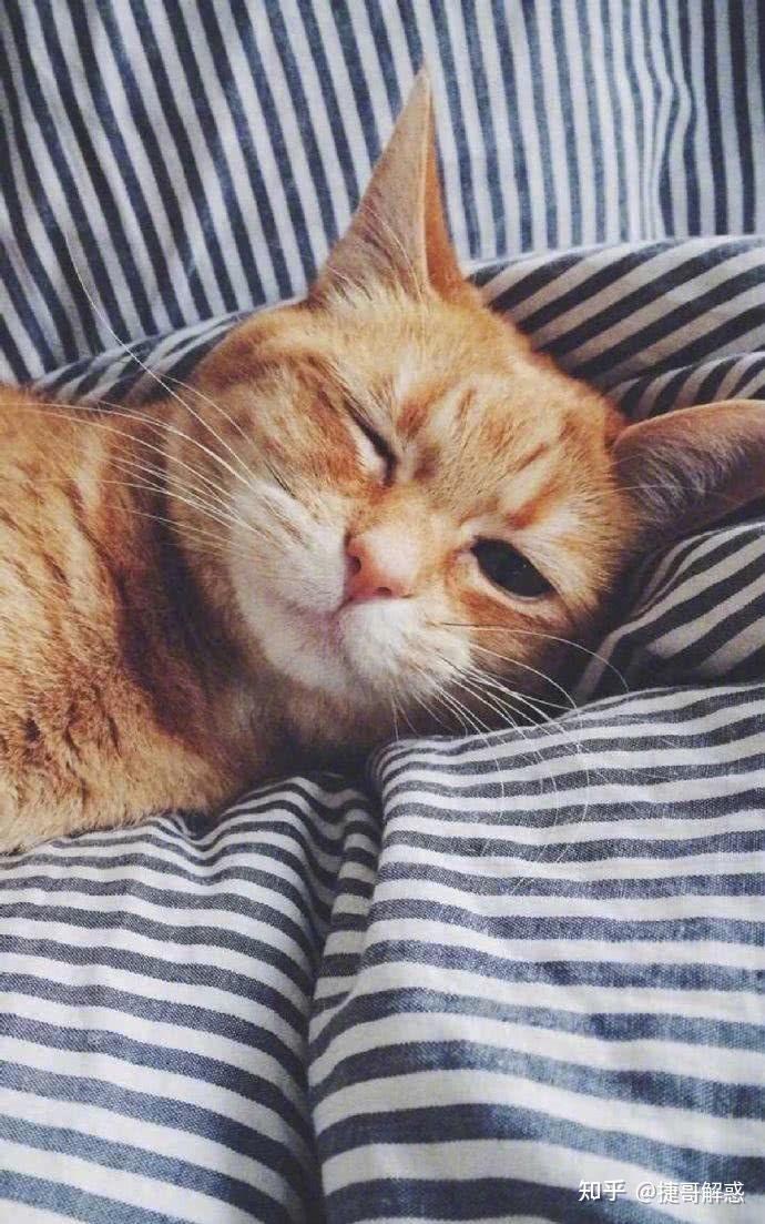 猫咪季节性脱毛和病理性脱毛区分_猫咪不同睡姿含义_猫咪睡姿分析