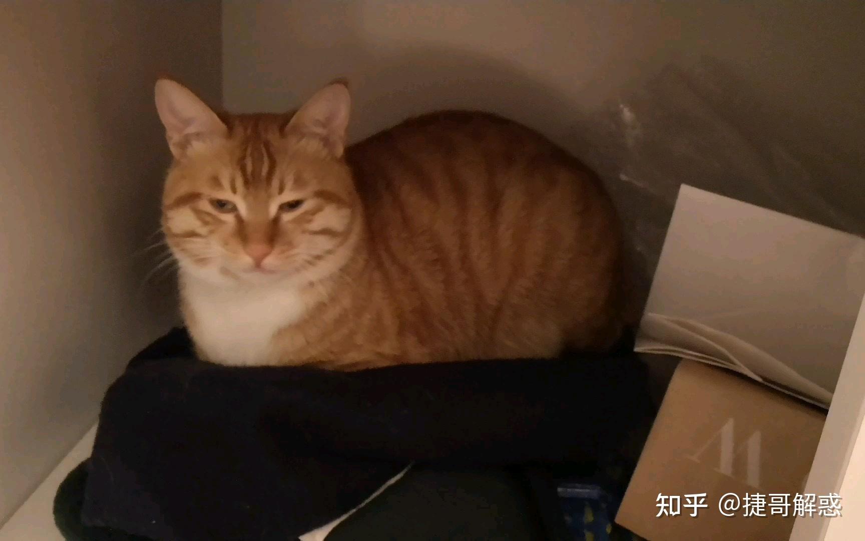 猫咪季节性脱毛和病理性脱毛区分_猫咪睡姿分析_猫咪不同睡姿含义