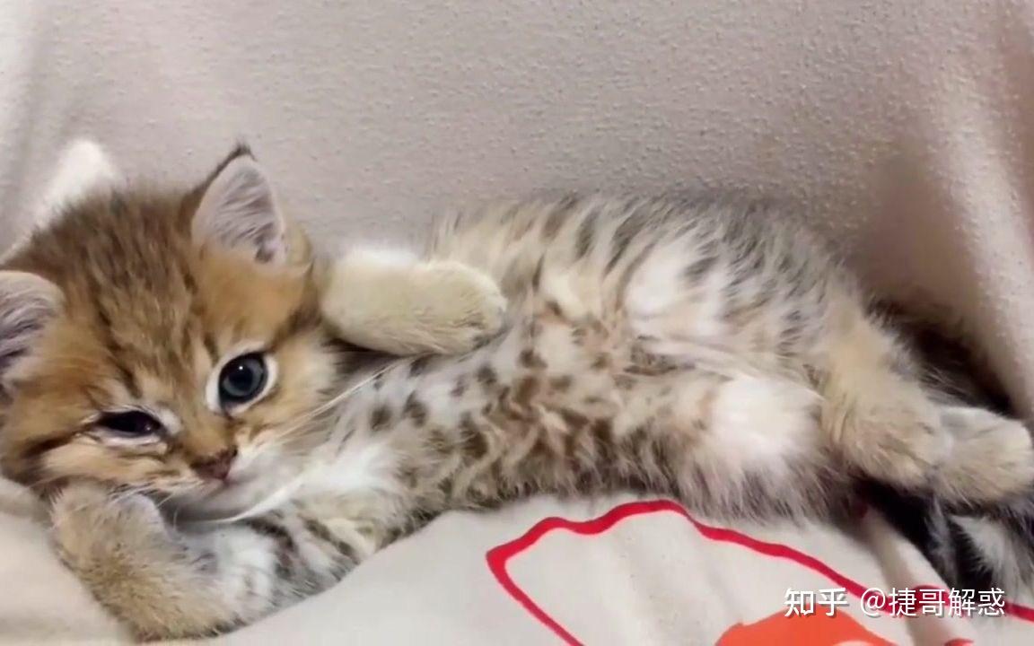 猫咪季节性脱毛和病理性脱毛区分_猫咪睡姿分析_猫咪不同睡姿含义