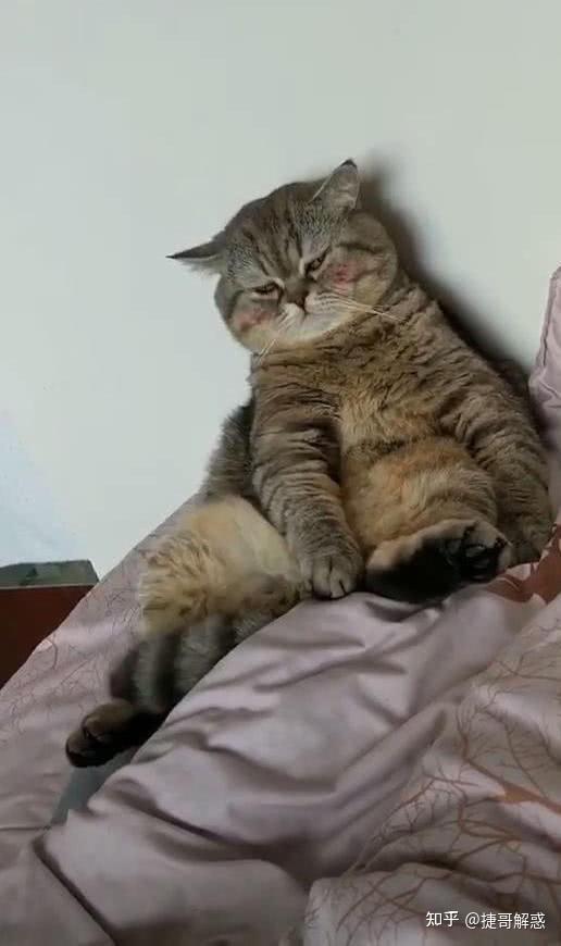 猫咪不同睡姿含义_猫咪睡姿分析_猫咪季节性脱毛和病理性脱毛区分