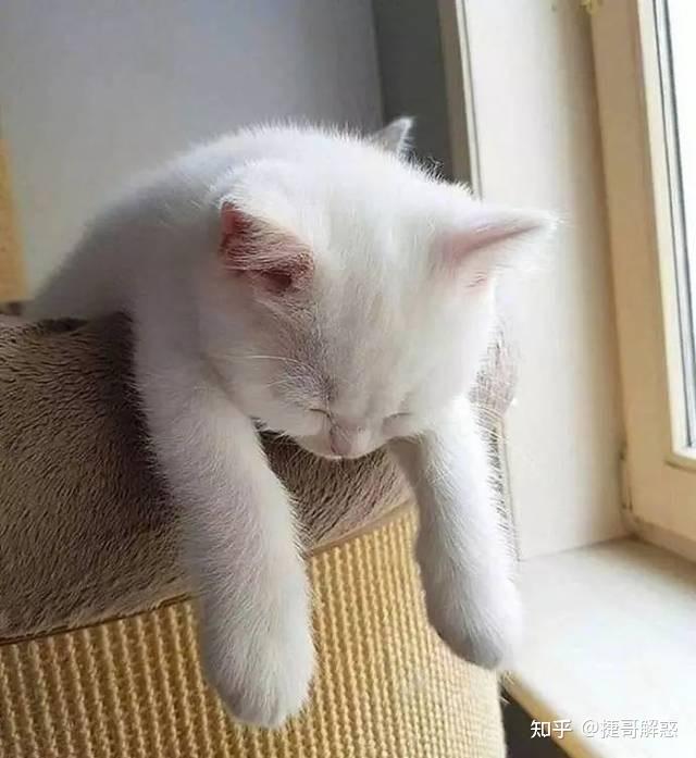 猫咪睡姿分析_猫咪季节性脱毛和病理性脱毛区分_猫咪不同睡姿含义