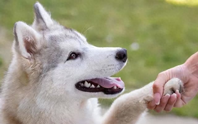 摸狗狗“爪子”时,在它心里有这些含义-派特超人-宠物
