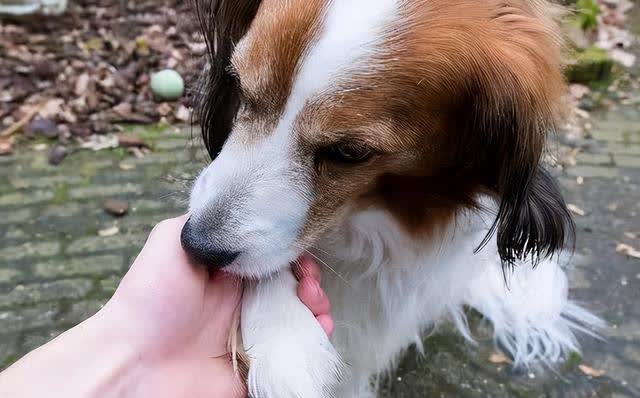 狗狗爪子互动_狗狗频繁舔爪子？可能是过敏或趾间炎_狗狗爪子含义