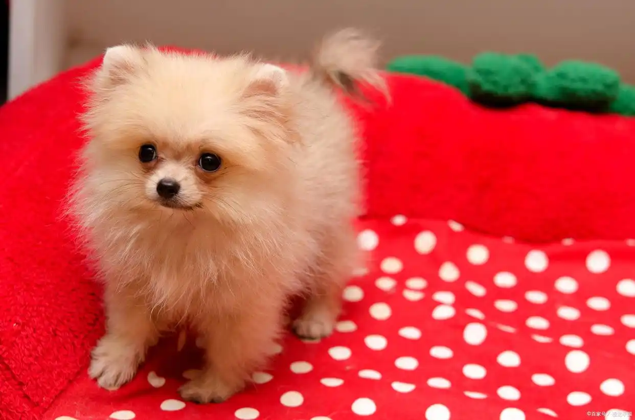 博美犬剪毛工具准备_幼犬初次梳毛的引导方法_博美犬毛发梳理技巧