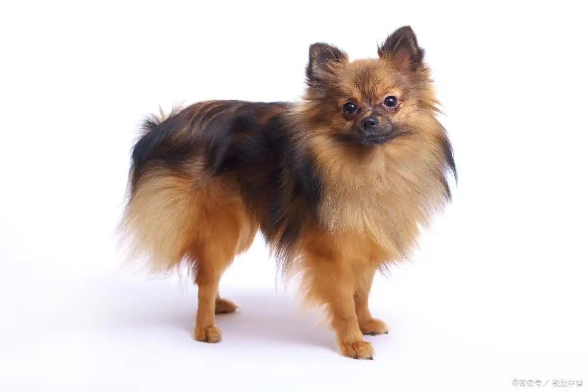 博美犬毛发梳理技巧_幼犬初次梳毛的引导方法_博美犬剪毛工具准备