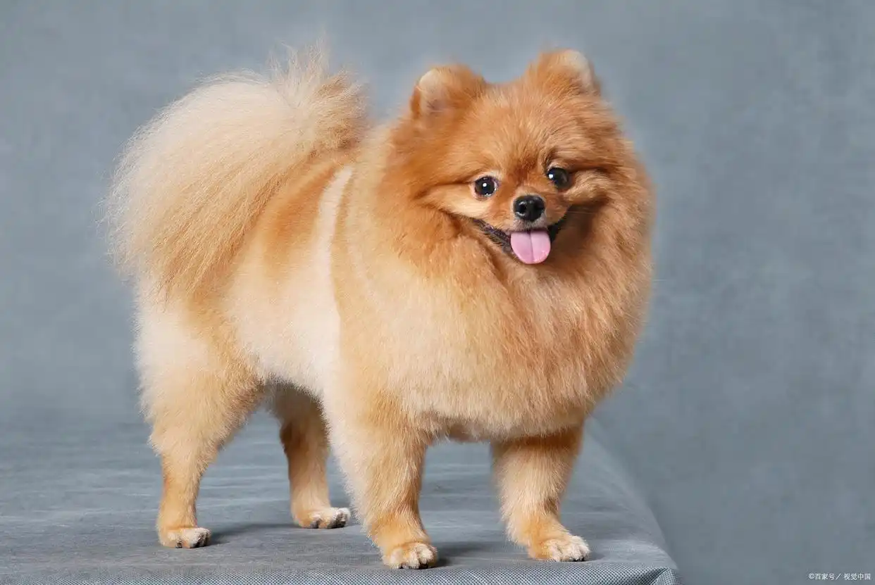 博美犬毛发梳理技巧_博美犬剪毛工具准备_幼犬初次梳毛的引导方法