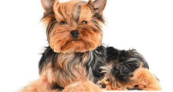 怎样给狗狗梳理毛发?看完你就知道了!-派特超人-宠物