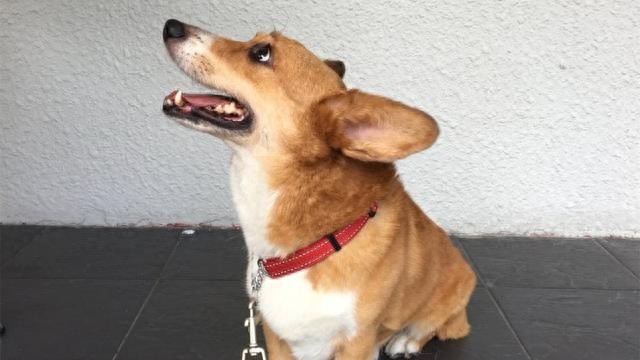 以为这6个活动对狗狗好，结果却伤害了它-派特超人-宠物