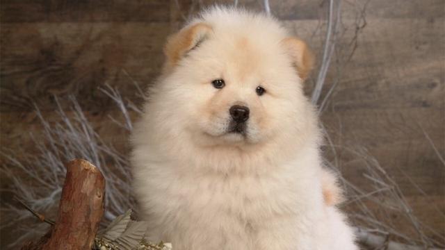 狗狗不适宜生活方式_狗狗健康问题预防_狗狗指甲修剪频率指南