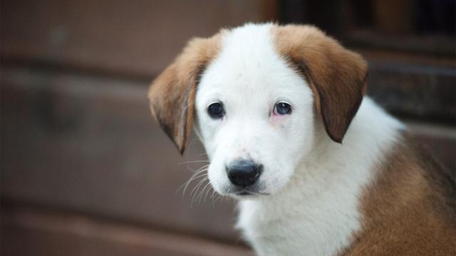 狗狗健康问题预防_狗狗指甲修剪频率指南_狗狗不适宜生活方式