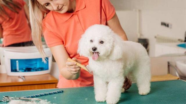 狗狗指甲修剪频率指南_狗狗不适宜生活方式_狗狗健康问题预防