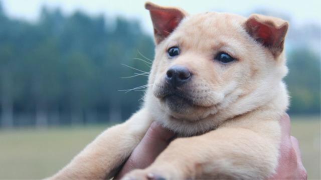 狗狗指甲修剪频率指南_狗狗不适宜生活方式_狗狗健康问题预防