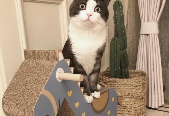 铲屎官上厕所的时候，猫咪喜欢跟着一块，心理活动让铲屎官尴尬-派特超人-宠物