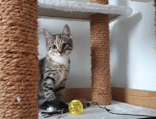 猫咪好奇挠门原因_猫咪最喜欢的晨间活动_猫咪依赖性表现