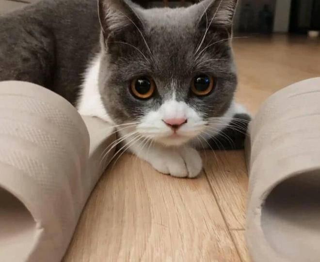 猫咪好奇挠门原因_猫咪依赖性表现_猫咪最喜欢的晨间活动