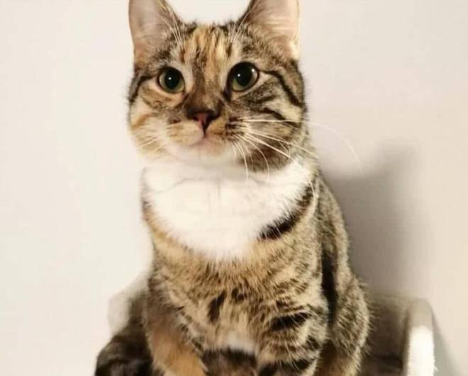 猫咪最喜欢的晨间活动_猫咪好奇挠门原因_猫咪依赖性表现