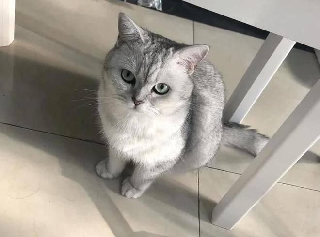 猫咪最喜欢的晨间活动_猫咪好奇挠门原因_猫咪依赖性表现