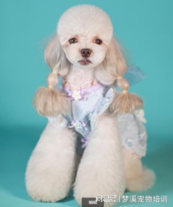 哈尔滨知名宠物美容培训机构带你了解美容的步骤-派特超人-宠物