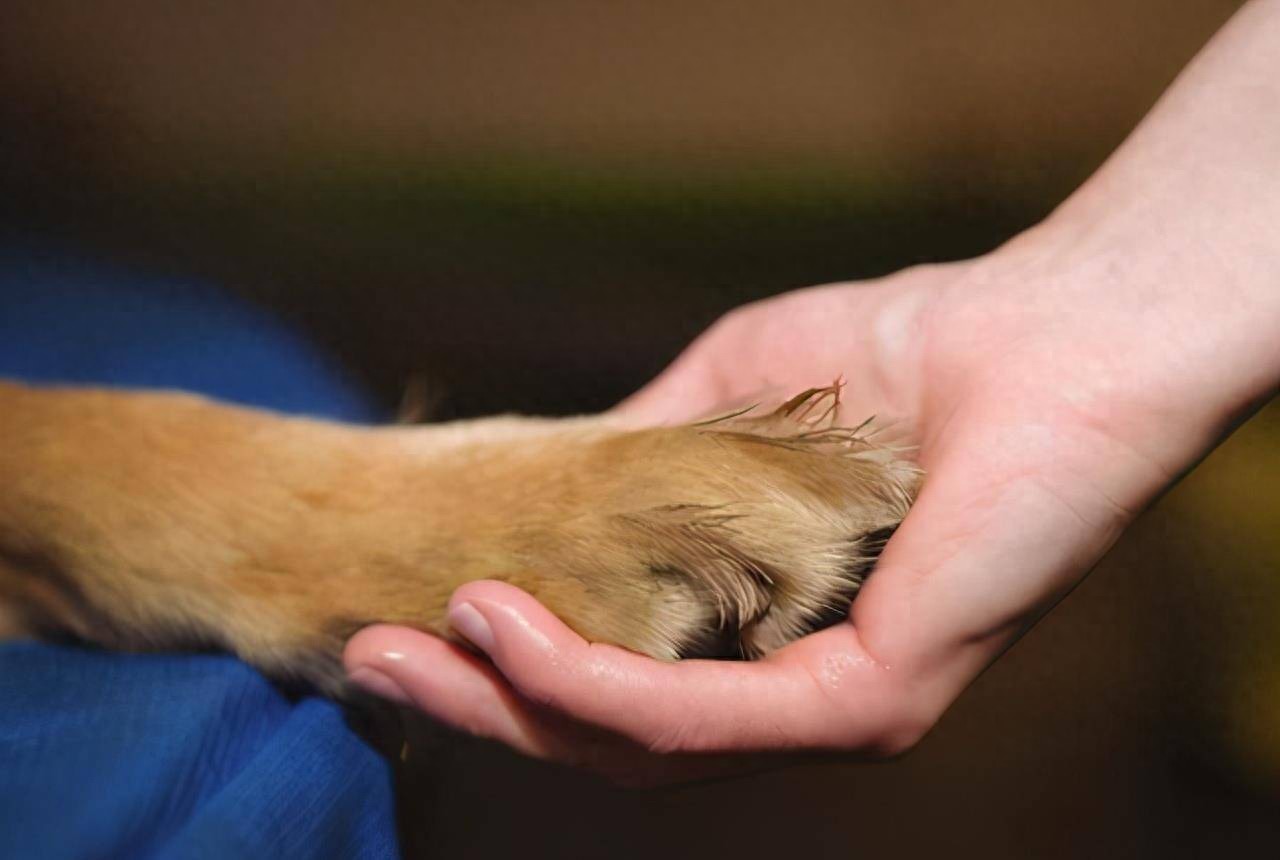 为什么一摸狗狗爪子，狗狗就缩回去，严重还咬人？其实原因有这些-派特超人-宠物