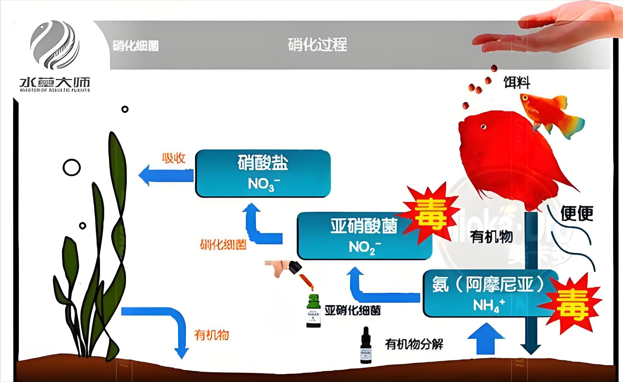 养鱼达人都在用的喂食技巧_养鱼技巧_科学养鱼方法