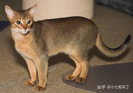 猫咪季节性脱毛和病理性脱毛区分_猫咪洗澡方法步骤_猫咪洗澡必要性