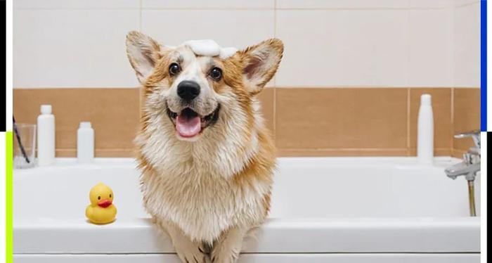 宠物家的确定性革命：从第一家到第一家-派特超人-宠物