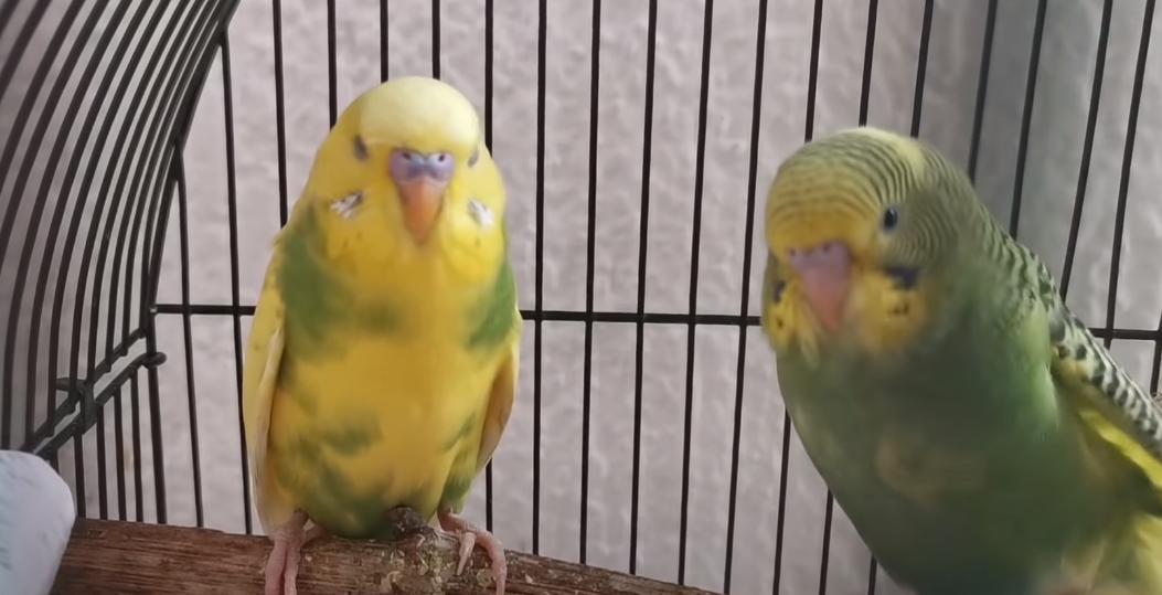 怎么判断鹦鹉身上有虫？-派特超人-宠物